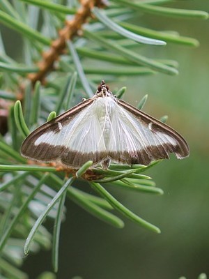 Les pièges à phéromones contre les papillons de pyrale du buis (Cydalima perspectalis). Lisez l'article sur le blog: tous les moyens de combattre la chenille et le papillon de la pyrale du buis.