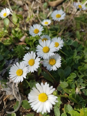 DIY: les pâquerettes sont des fleurs idéales et faciles à trouver pour une déco de Pâque fleurie!