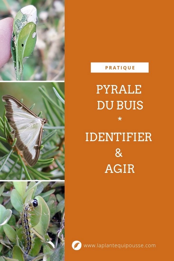 Identifier la pyrale du buis précocement permet d'agir plus efficacement sur son cycle de reproduction. Lisez l'article sur le blog pour en savoir plus.