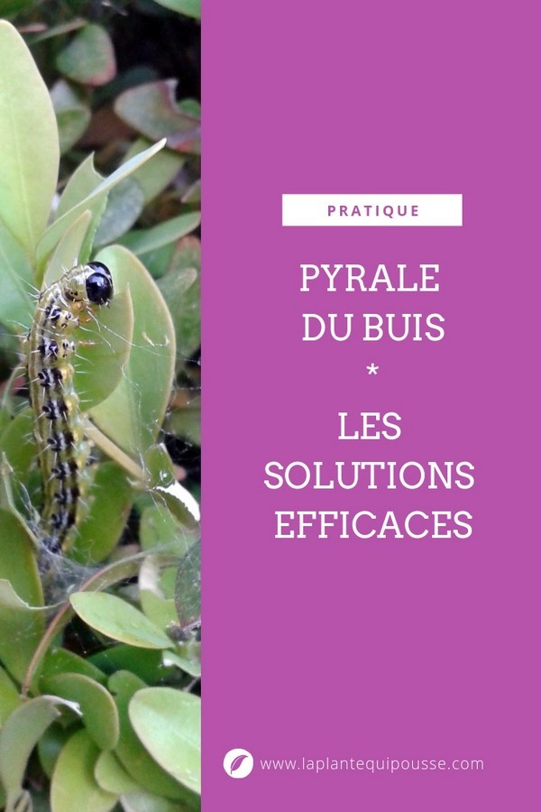 Tous les traitements naturels bio et solutions contre la pyrale du buis (Cydalima perspectalis). Lisez l'article sur le blog.