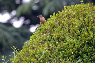 Des oiseaux sont désormais prédateurs de la pyrale du buis (Cydalima perspectalis). Lisez l'article sur le blog pour en savoir plus.