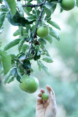 Le pommier Reine des reinettes comble Blandine de ses fleurs puis de ses pommes qui se conservent tout l'hiver. Lisez son portrait de jardinière sur le blog!