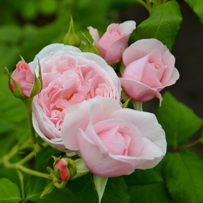 La plante de rêve: le rosier Nahema... lisez l'interview de Blandine sur le blog.