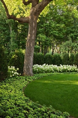 Liste des plantes à planter au pied d'une haie, pour une belle transition entre la haie et le jardin.