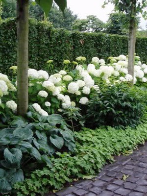 Plantation d'hydrangea hortensias et d'hostas au pied d'une haie: liste des plantes à installer devant une haie au jardin