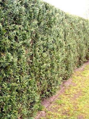 Que planter devant une haie de thuya: la pelouse est sèche et dégarnie. Liste des plantes à planter au pied d'une haie de conifère et de thuyas dans l'article.