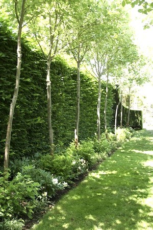 Plantes et massifs au pied d'une haie de conifères et de feuillus: découvrez la liste des plantes à installer au pied d'une haie.