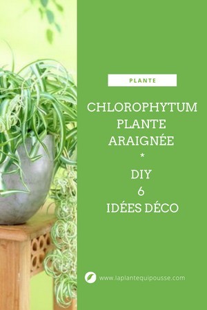 Chlorophytum ou plante araignée: 6 idées déco pour mettre en valeur cette plante d'intérieur facile à cultiver: rdv sur le blog pour lire l'article