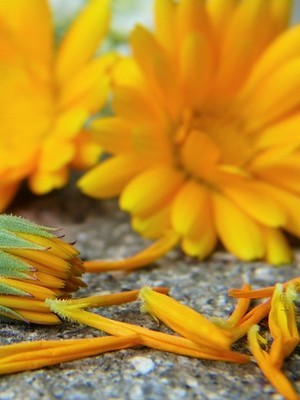 Les soucis (calendula) sont de très belles fleurs oranges comestibles, idéales pour décorer les recettes en tout genre. En savoir plus sur l'article du blog!