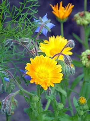 Le calendula ou souci est une belle fleur comestible. Découvrez comment la déguster sur l'article du blog!