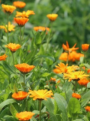 Les soucis (calendula) sont de très belles fleurs oranges comestibles, idéales pour décorer les recettes en tout genre. Lisez l'article du blog pour en savoir plus!