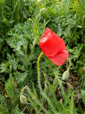 Fleurs comestibles: découvrez 9 fleurs qui se mangent au jardin. En savoir plus sur l'article du blog