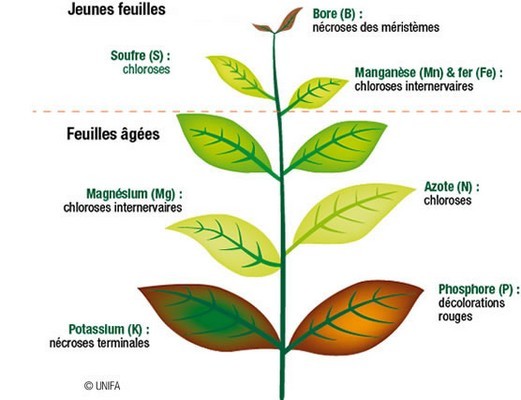 Bien identifier les symptômes de carences des plantes permet d'apporter le bon engrais. Lisez l'article pour en savoir plus!