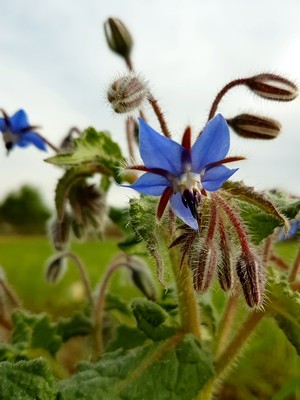 La fleur étoilée de la bourrache est comestible. C'est une plante commune du jardin. Lisez l'article pour en savoir plus!