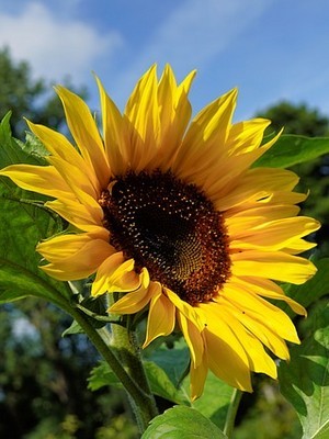 9 fleurs comestibles du jardin pour des recettes colorées