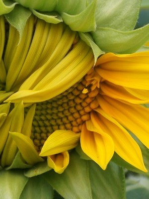 Fleur qui se mange: le tournesol est une fleur comestible. Ses pétales colorés se mangent! En savoir plus: lisez l'article du blog