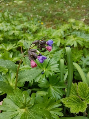 Que planter sous une haie? Idées de plantes et fleurs qui poussent bien sous les haies sur le blog! Ici une pulmonaire.