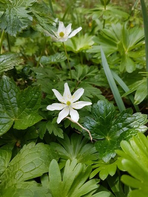 Liste et idées de plantes à installer sous une haie de feuillus: article sur le blog. Ici l'anémone des bois :)