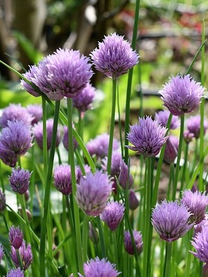 Les fleurs comestibles : un régal pour les yeux et les papilles ! - Vive le  Végétal