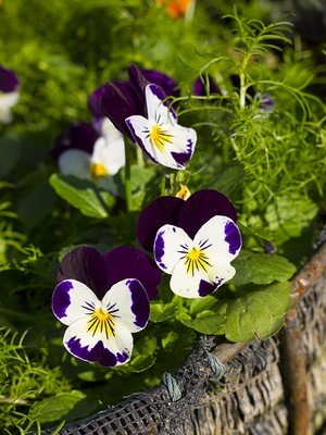 Les fleurs de pensée sont comestibles et sucrées. Elles poussent facilement en pot ou au jardin. Découvrez comment les consommer sur le blog. A bientôt!