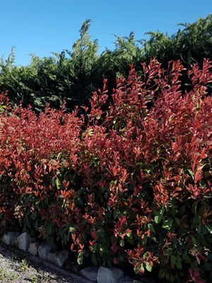 Haie persistante de photinias devant des cyprès. Liste de plantes qui poussent devant les haies sur le blog.