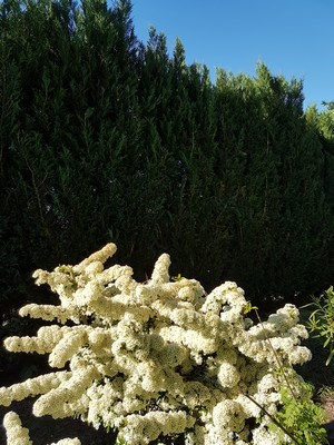 Que planter comme bel arbuste fleuri devant une haie de conifères, thuyas, cyprès? Liste des plantes qui poussent bien devant une haie sur le blog.