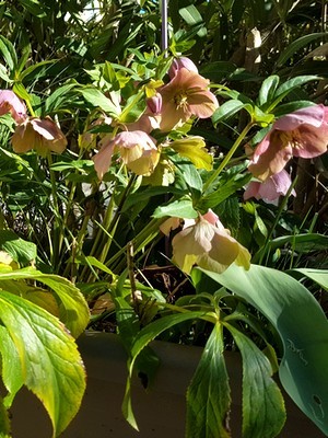 Planter au pied des haies: quand c'est impossible, les bacs décorent et garnissent la base des haies. Astuces dans l'article du blog. Ici hellébores au pied d'une haie de lauriers roses.