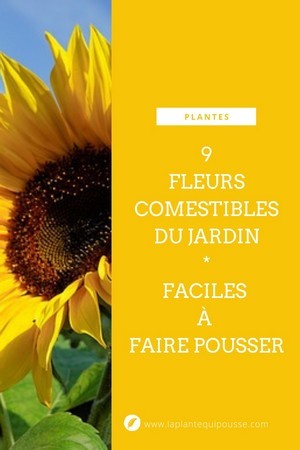 9 fleurs comestibles du jardin pour des recettes colorées