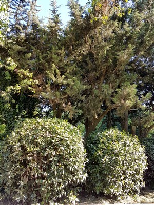 Planter au pied d'une haie permet d'habiller, cacher et masquer les pieds et troncs dégarnis de la haie. Découvrez comment planter sous une haie sur le blog.