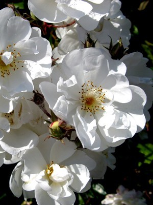 Les pétales de roses sont des fleurs comestibles, découvrez comment les préparer pour profiter de leur saveur. Lisez l'article sur le blog.