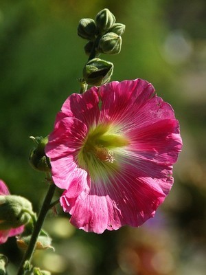 Les roses trémières sont des fleurs comestibles du jardin. Lisez l'article du blog pour en savoir plus!