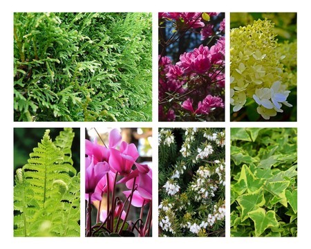 Que planter sous une haie de conifères, thuyas, cyprès...? Liste des plantes et astuces sur l'article du blog.