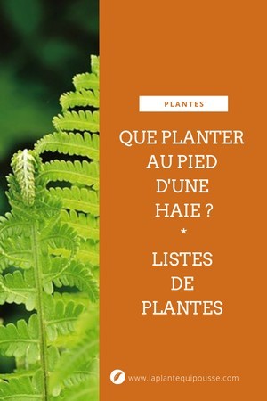 Que planter sous une haie? Idées de fleurs, plantes, arbustes à planter au pied d'une haie de conifères ou feuillus. Lisez l'article du blog!