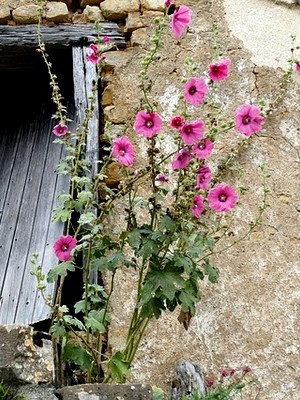 Les pétales des roses trémières sont comestibles. Lisez l'article du blog pour en savoir plus!