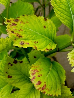 Chlorose ferrique avancée chez les hortensias: comment éviter les carences? Pourquoi apparaissent-elles? Lisez l'article sur le blog.