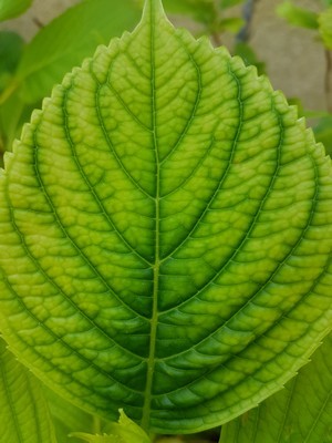 Carence ou chlorose ferrique chez les hortensias et hydrangeas: pourquoi et que faire? Pour en savoir plus lisez l'article du blog.