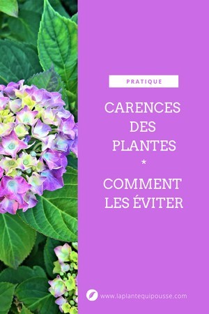 Eviter les carences et chloroses des plantes: découvrez pourquoi vos plantes ont des carences et comment les résoudres. Ex des Hortensias. Lisez l'article sur le blog.