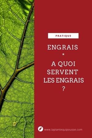 Pourquoi faut-il apporter des engrais à vos plantes? Quel est leur rôle? Lisez l'article sur le blog pour tout savoir sur les engrais.