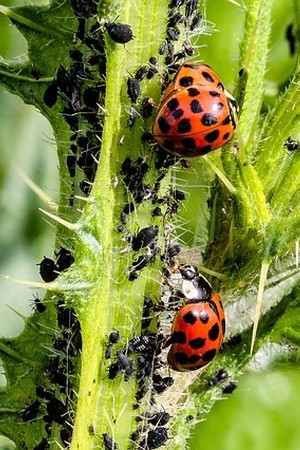 Découvrez 15 astuces pour fidéliser les coccinelles: fleurs, abris... afin d'éliminer naturellement les pucerons du jardin