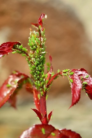 Découvrez 15 astuces pour attirer les coccinelles chez vous et éliminer les pucerons naturellement!