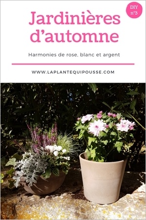 Composer des jardinières d'automne soi-même, assortir des plantes harmonieuses. Découvrez le DIY et les modèles de jardinières d'automne, lisez l'article!