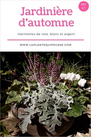 DIY tuto: composition et réalisation d'une jolie jardinière d'automne dans les tons rose, gris et blanc.