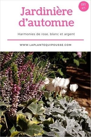 DIY modèles de jardinières d'automne aux couleurs gris, rose et blanc. Avec des callunes, séneçon maritime, cyclamen, carex comans et lierre panaché. Lisez l'article pour en savoir plus.