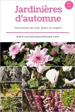 Associer des pots et jardinières d'automne: DIY et liste de plantes et fleurs de saison. Lisez l'article pour en savoir plus!