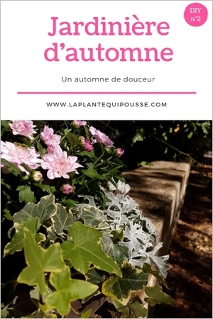 DIY composition d'une jardinière d'automne aux couleurs douces. Chrysanthème, cyclamen, séneçon maritime, lierre et carex comans. Lisez l'article pour en savoir plus!