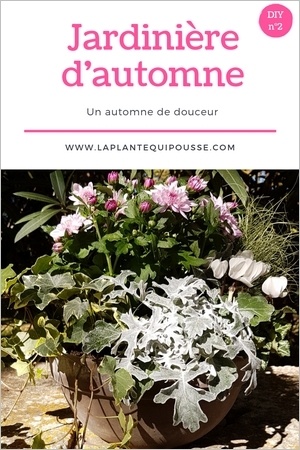 DIY: composer soi-même une belle jardinière d'automne aux fleurs roses et blancs, et aux feuillages verts et gris argent. Lisez l'article pour en savoir plus!