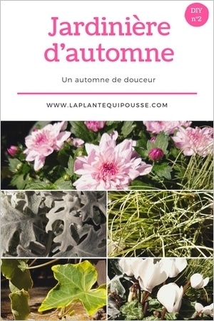 DIY: liste des fleurs d'automnes pour composer une belle jardinière d'automne selon ce modèle. Lisez l'article pour le découvrir!