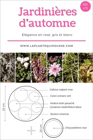 Composer sa jardinière d'automne : 5 plantes colorées pour égayer votre  extérieur 