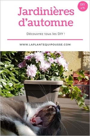 Réaliser une jardinière d'automne: DIY et modèles de jardinières d'automne simples et belles! Lisez l'article pour en savoir plus