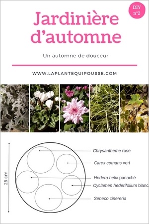 DIY: modèle de plantation d'une jardinière d'automne aux couleurs blanches, gris argent et rose. Pour en savoir plus, lisez l'article!